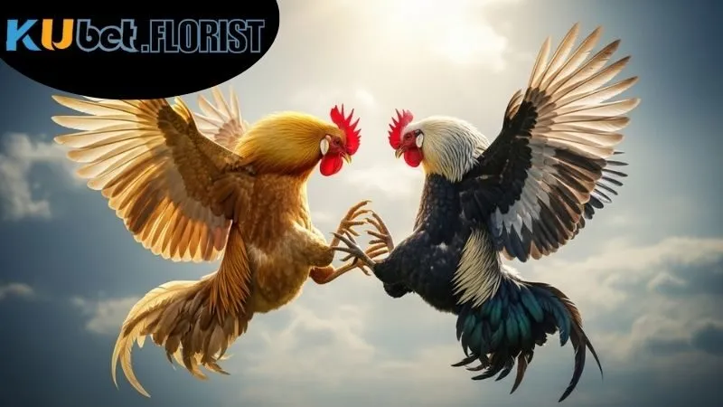 Cược đá gà Campuchia Kubet siêu hấp dẫn 5 cuoc-da-ga-campuchia-kubet